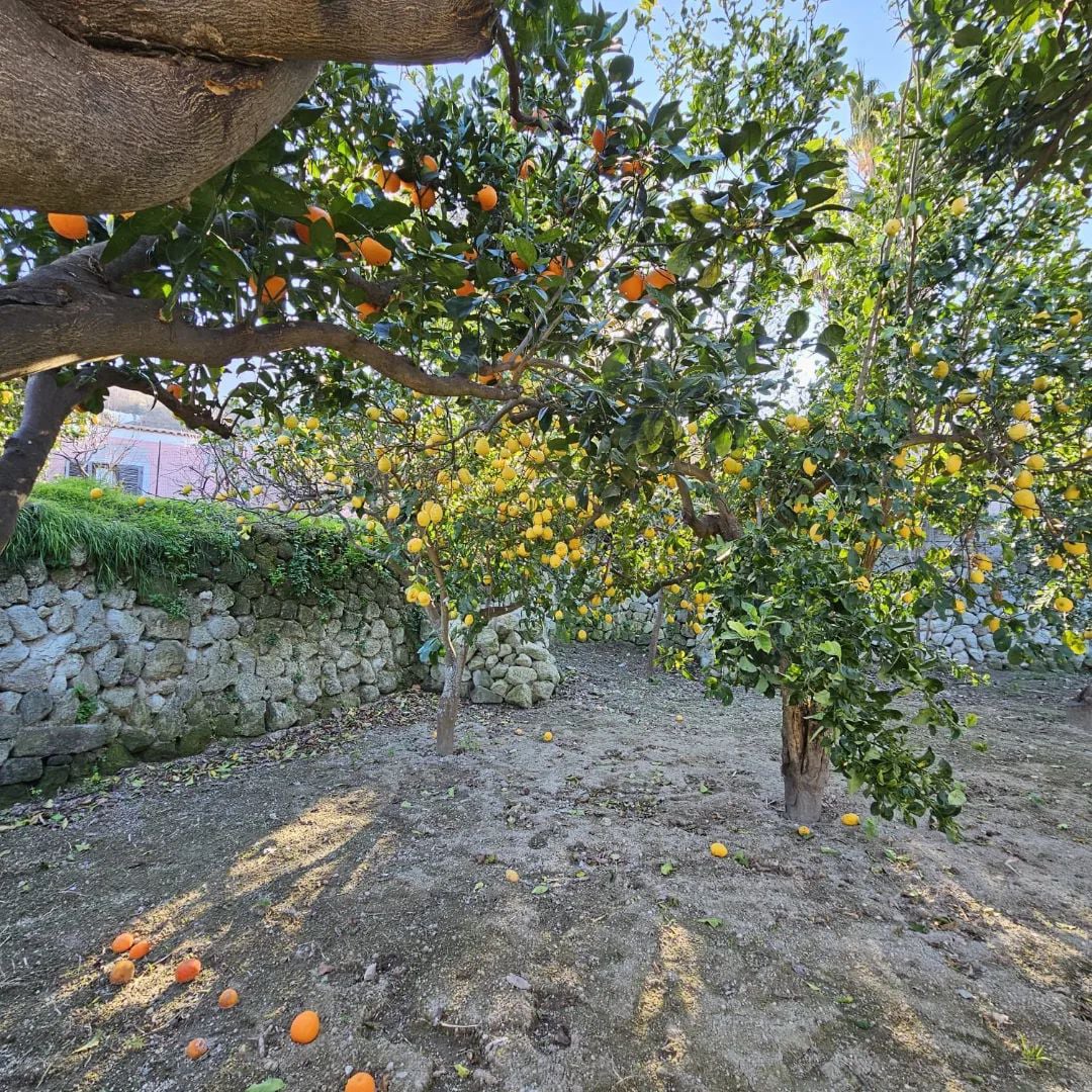 Limoneto Ischia